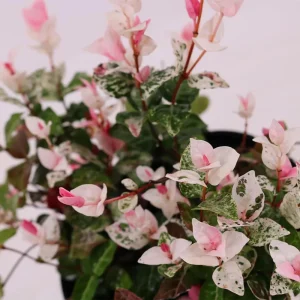 Snow Jasmine Live Plant - Fragrant White Blooms, Evergreen Shrub, Cold Hardy - Image 5