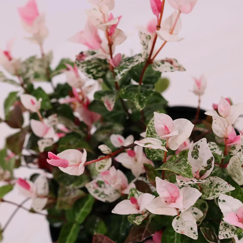 Snow Jasmine Live Plant - Fragrant White Blooms, Evergreen Shrub, Cold Hardy - Image 5