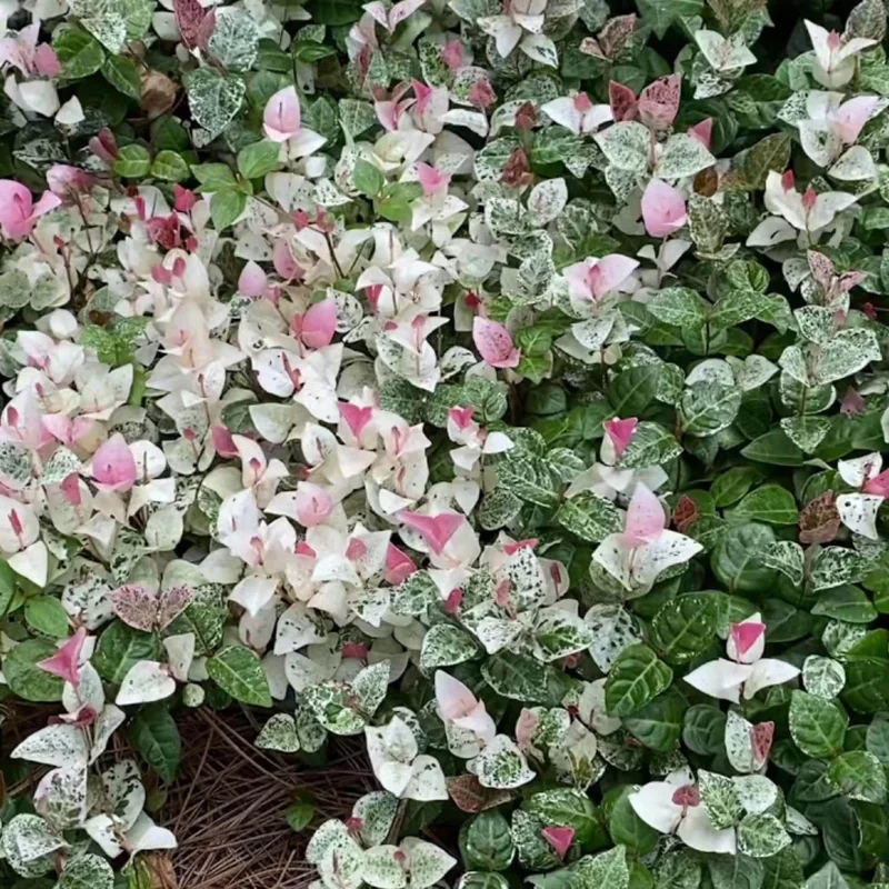 Snow Jasmine Live Plant - Fragrant White Blooms, Evergreen Shrub, Cold Hardy - Image 6
