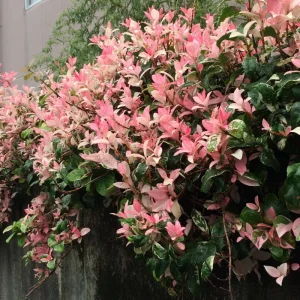 Snow Jasmine Live Plant - Fragrant White Blooms, Evergreen Shrub, Cold Hardy - Image 7
