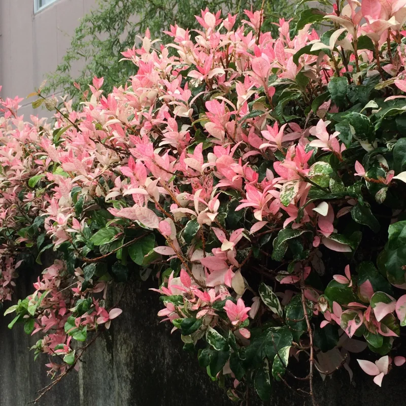 Snow Jasmine Live Plant - Fragrant White Blooms, Evergreen Shrub, Cold Hardy - Image 7