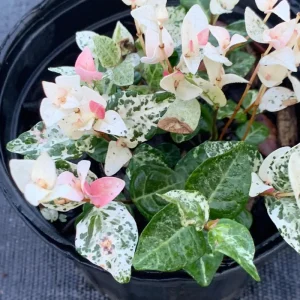 Snow Jasmine Live Plant - Fragrant White Blooms, Evergreen Shrub, Cold Hardy - Image 8