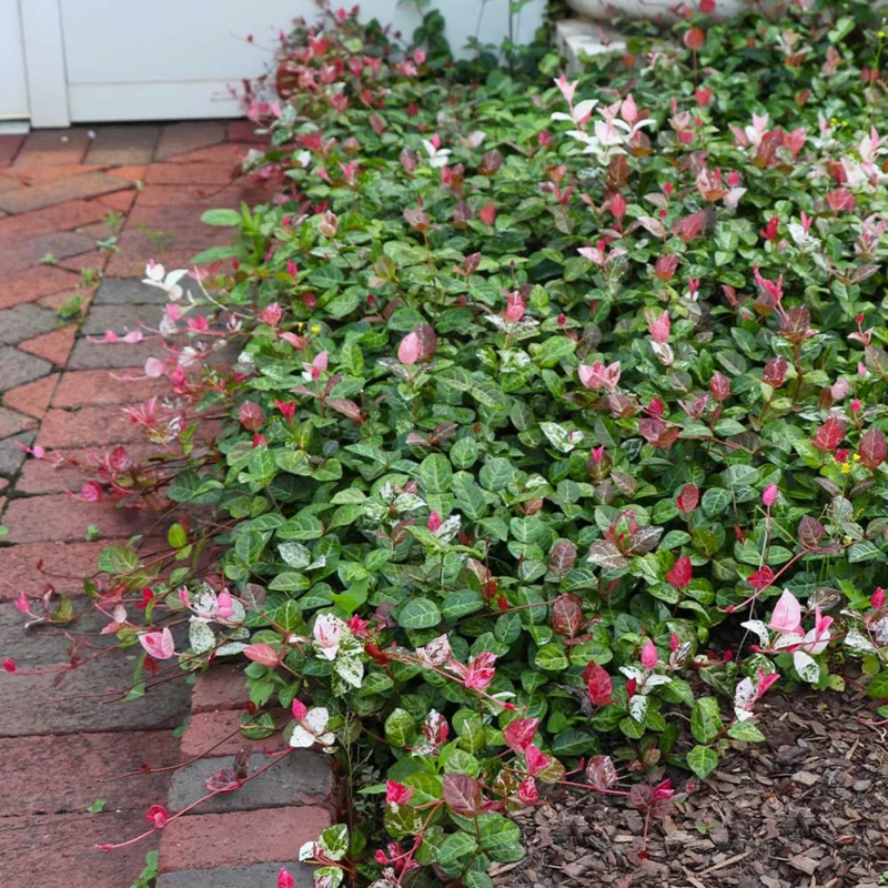 Snow Jasmine Live Plant - Fragrant White Blooms, Evergreen Shrub, Cold Hardy - Image 9