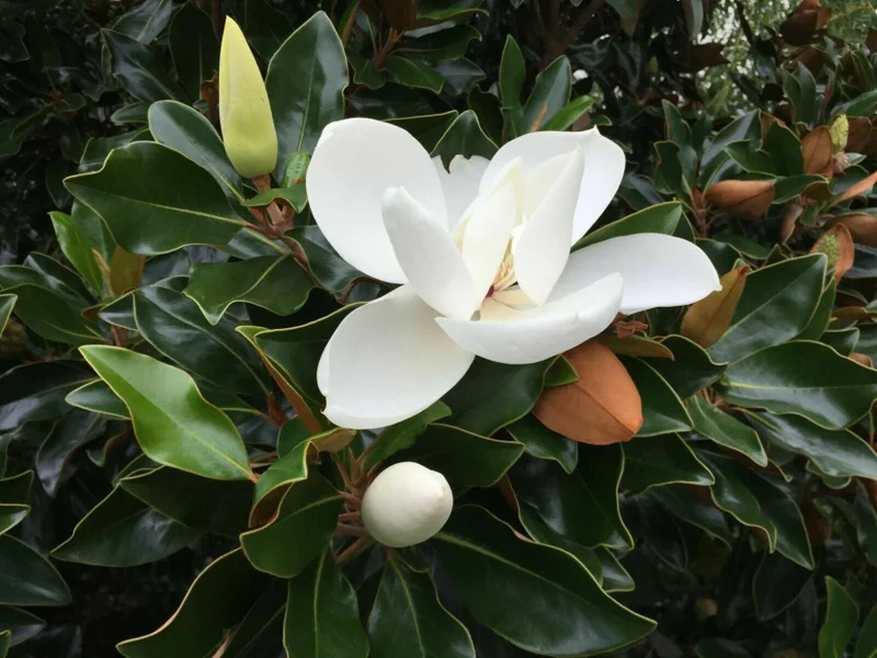 Southern Magnolia Tree - Magnolia Grandiflora - Evergreen Live Plant - 7-inch Height - Outdoor - Image 2