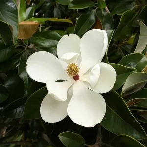 Southern Magnolia Tree - Magnolia Grandiflora - Evergreen Live Plant - 7-inch Height - Outdoor - Image 1
