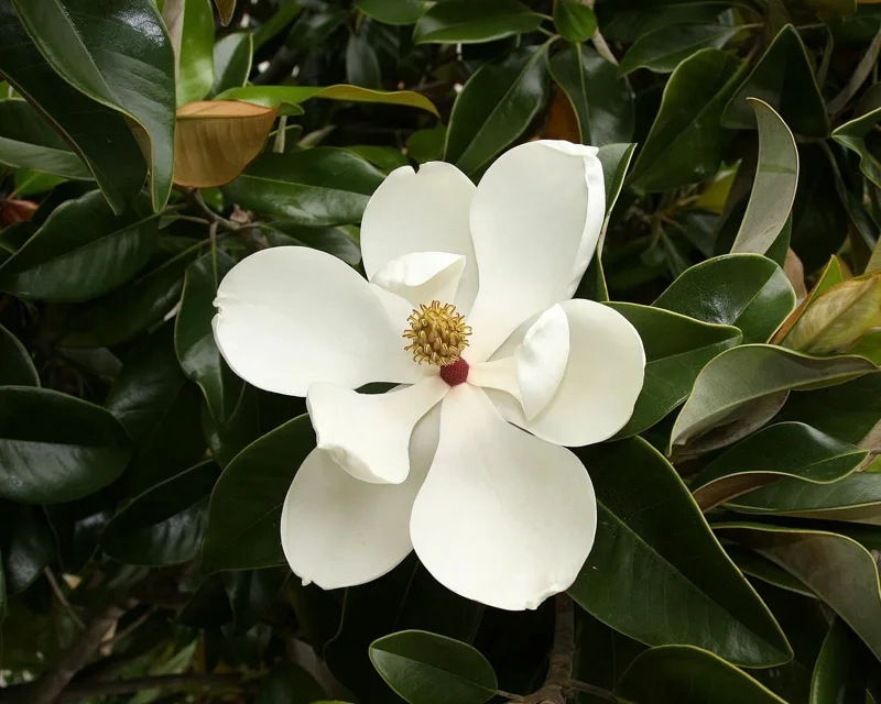 Southern Magnolia Tree - Magnolia Grandiflora - Evergreen Live Plant - 7-inch Height - Outdoor - Image 1
