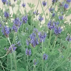 Spanish Lavender Live Plant – 4 inch Pot – Scented Purple-Blue Blooms – Outdoor - Image 2
