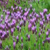 Spanish Lavender Live Plant – 4 inch Pot – Scented Purple-Blue Blooms – Outdoor - Image 1