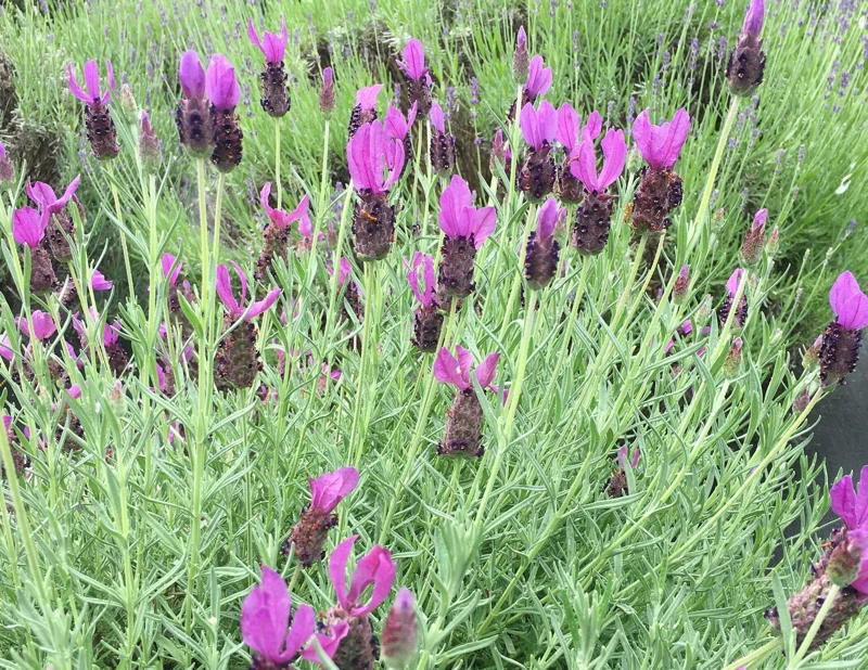 Spanish Lavender Live Plant, Lavandula Stoechas, Fragrant Shrub, 4 inch Pot, Outdoor - Image 1