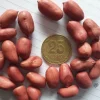 Spanish Peanut Seeds for Planting – 50+ Count, High Germination, Outdoor Vegetable - Image 1