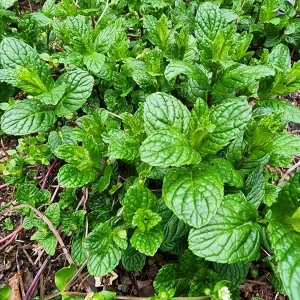 Spearmint Live Plant – Aromatic Herb, 4 inch Pot – Outdoor/Indoor - Image 2
