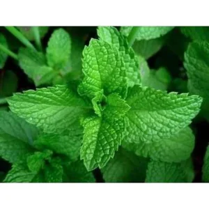 Spearmint Live Plant – Aromatic Herb, 4 inch Pot – Outdoor/Indoor - Image 3