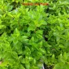 Spearmint Live Plant – Aromatic Herb, 4 inch Pot – Outdoor/Indoor - Image 1