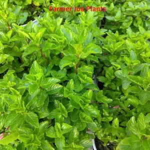 Spearmint Live Plant – Aromatic Herb, 4 inch Pot – Outdoor/Indoor - Image 1