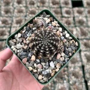 Spider Web Cactus Live Plant, Lobivia Arachnacantha, 3.5 Inch Pot, Indoor/Outdoor - Image 2