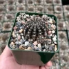 Spider Web Cactus Live Plant, Lobivia Arachnacantha, 3.5 Inch Pot, Indoor/Outdoor - Image 1