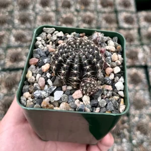 Spider Web Cactus Live Plant, Lobivia Arachnacantha, 3.5 Inch Pot, Indoor/Outdoor - Image 1
