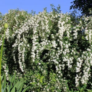 Spiraea 'June Bride' Live Plant - Deciduous Shrub, White Flowers, 6-8 Inch Tall - Image 2
