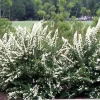 Spiraea 'June Bride' Live Plant - Deciduous Shrub, White Flowers, 6-8 Inch Tall - Image 1