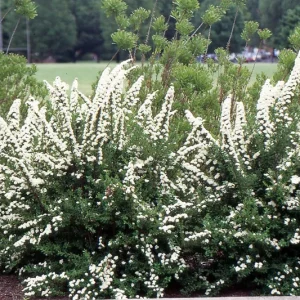 Spiraea 'June Bride' Live Plant - Deciduous Shrub, White Flowers, 6-8 Inch Tall - Image 1