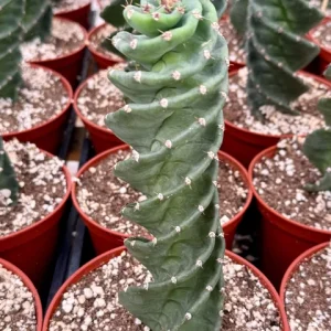 Spiral Cactus Live Plant Cereus Forbesii Spiralis 3" Pot Indoor Outdoor Rare - Image 2