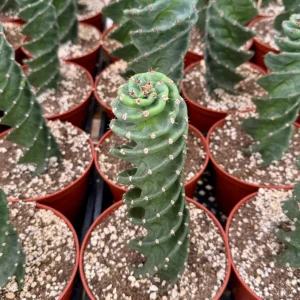 Spiral Cactus Live Plant Cereus Forbesii Spiralis 3