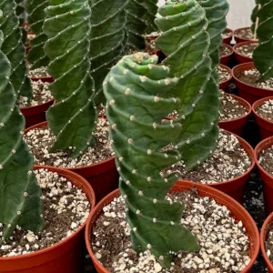 Spiral Cactus Live Plant Cereus Forbesii Spiralis 3