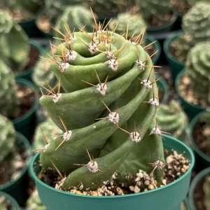 Spiral Cactus Live Plant Cereus Forbesii Spiralis 3