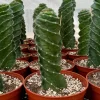 Spiral Cactus Live Plant Cereus Forbesii Spiralis 3" Pot Indoor Outdoor Rare - Image 1