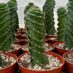 Spiral Cactus Live Plant Cereus Forbesii Spiralis 3" Pot Indoor Outdoor Rare - Image 1
