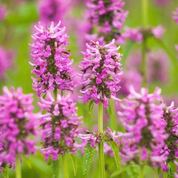 Stachys Betony Live Plant - Well-Rooted Plug, Deer & Drought Tolerant - Image 2