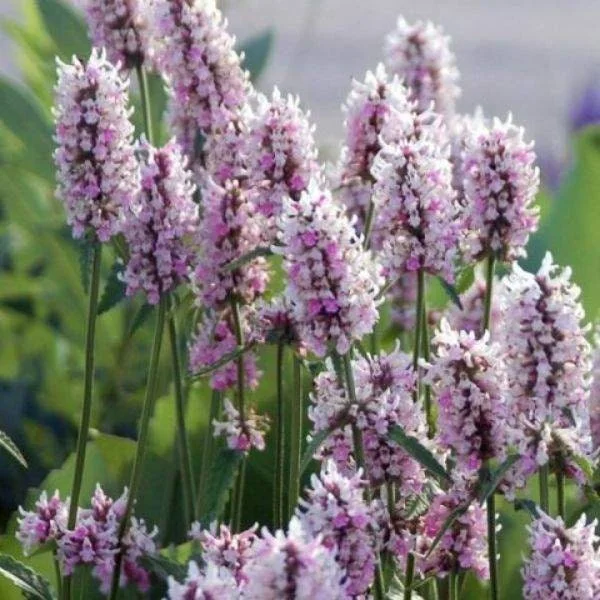 Stachys Betony Live Plant - Well-Rooted Plug, Deer & Drought Tolerant - Image 3