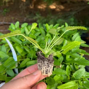 Stachys Betony Live Plant - Well-Rooted Plug, Deer & Drought Tolerant - Image 4