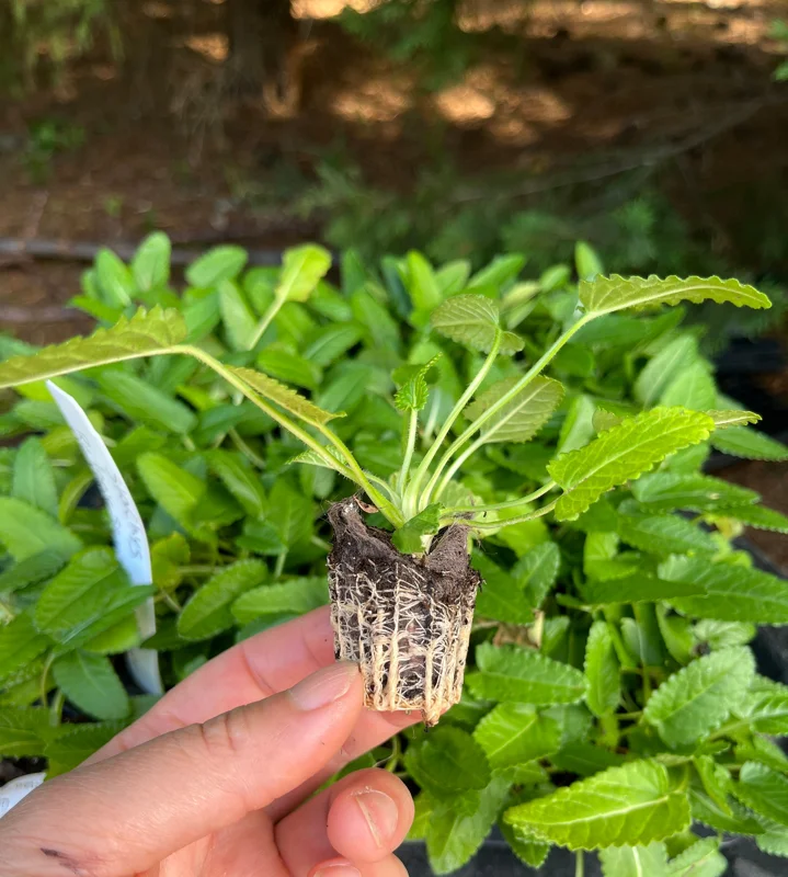 Stachys Betony Live Plant - Well-Rooted Plug, Deer & Drought Tolerant - Image 4