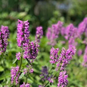 Stachys Betony Live Plant - Well-Rooted Plug, Deer & Drought Tolerant - Image 5