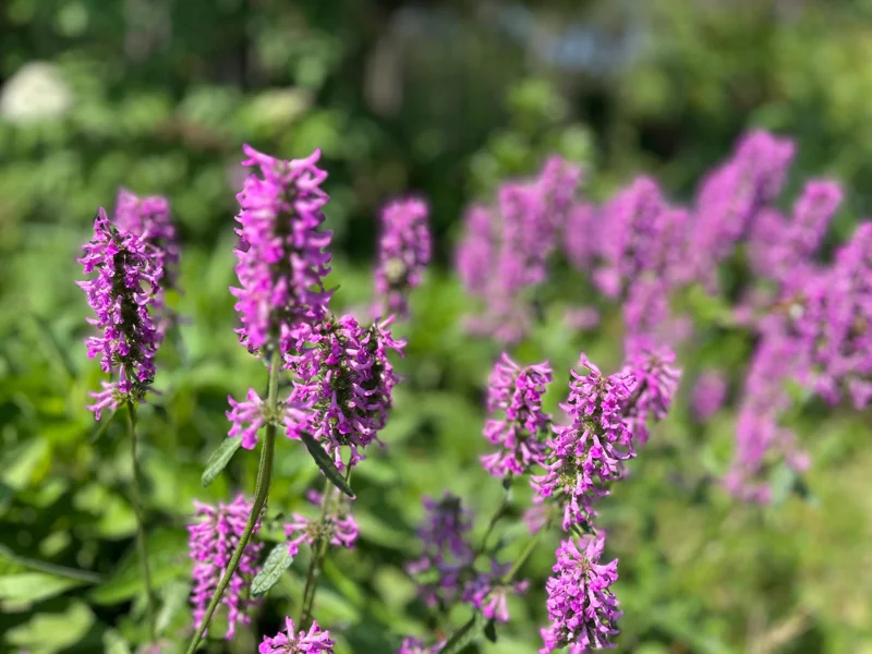 Stachys Betony Live Plant - Well-Rooted Plug, Deer & Drought Tolerant - Image 5