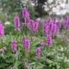 Stachys Betony Live Plant - Well-Rooted Plug, Deer & Drought Tolerant - Image 1