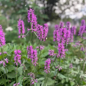 Stachys Betony Live Plant - Well-Rooted Plug, Deer & Drought Tolerant - Image 1