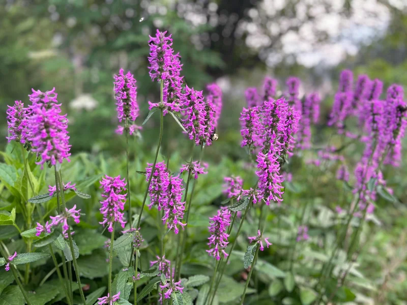 Stachys Betony Live Plant - Well-Rooted Plug, Deer & Drought Tolerant - Image 1
