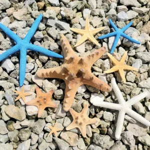 Starfish Sampler Pack - 9 Assorted Real Starfish for Decor & Crafting, 1-4 inch - Image 2