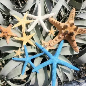 Starfish Sampler Pack - 9 Assorted Real Starfish for Decor & Crafting, 1-4 inch - Image 1