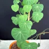 Stephania Cepharantha Live Plant - Rare Caudex Succulent in 4-6 inch Pot - Image 1