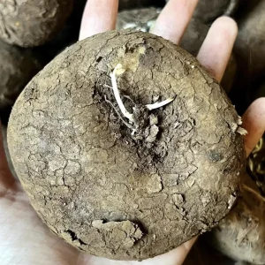 Stephania Cepharantha Live Plant - Rare Caudex Succulent in 4-6 inch Pot - Image 5