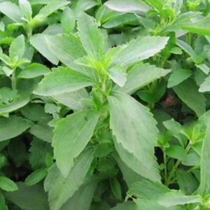 Stevia Live Plants - Pack of 3 Sweetleaf Starter Plants, 36" Tall, Full Sun to Part Sun - Image 2