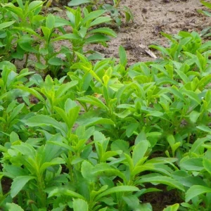Stevia Live Plants - Pack of 3 Sweetleaf Starter Plants, 36