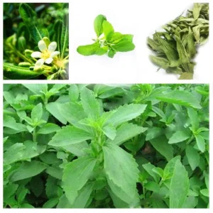 Stevia Live Plants - Pack of 3 Sweetleaf Starter Plants, 36