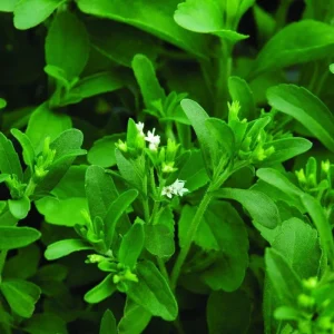 Stevia Live Plants - Pack of 3 Sweetleaf Starter Plants, 36