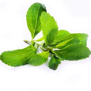 Stevia Live Plants - Pack of 3 Sweetleaf Starter Plants, 36" Tall, Full Sun to Part Sun - Image 1