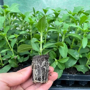 Stevia Rebaudiana Live Plant, Well-Rooted Plug, Natural Sweetener Herb - Image 2