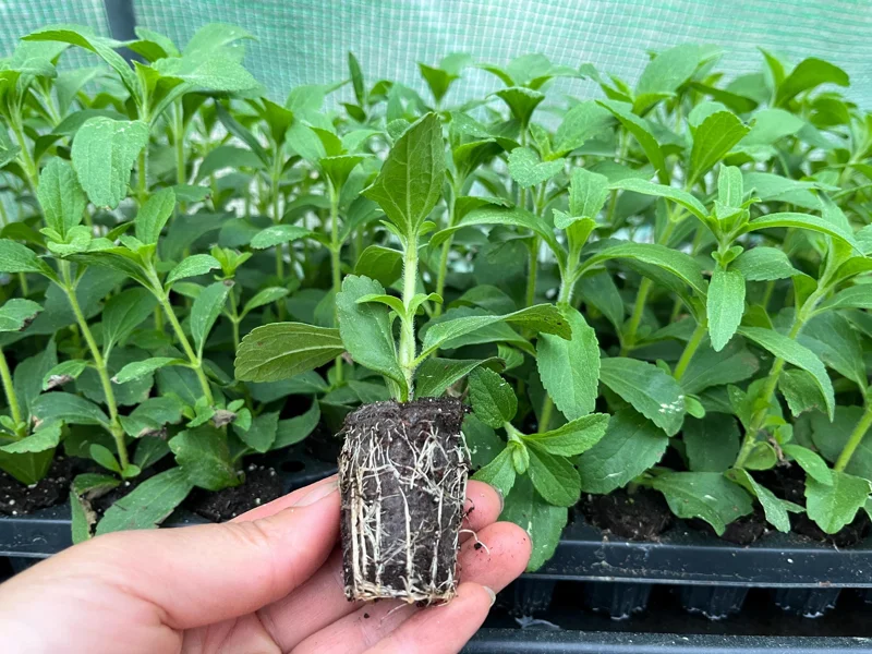 Stevia Rebaudiana Live Plant, Well-Rooted Plug, Natural Sweetener Herb - Image 2